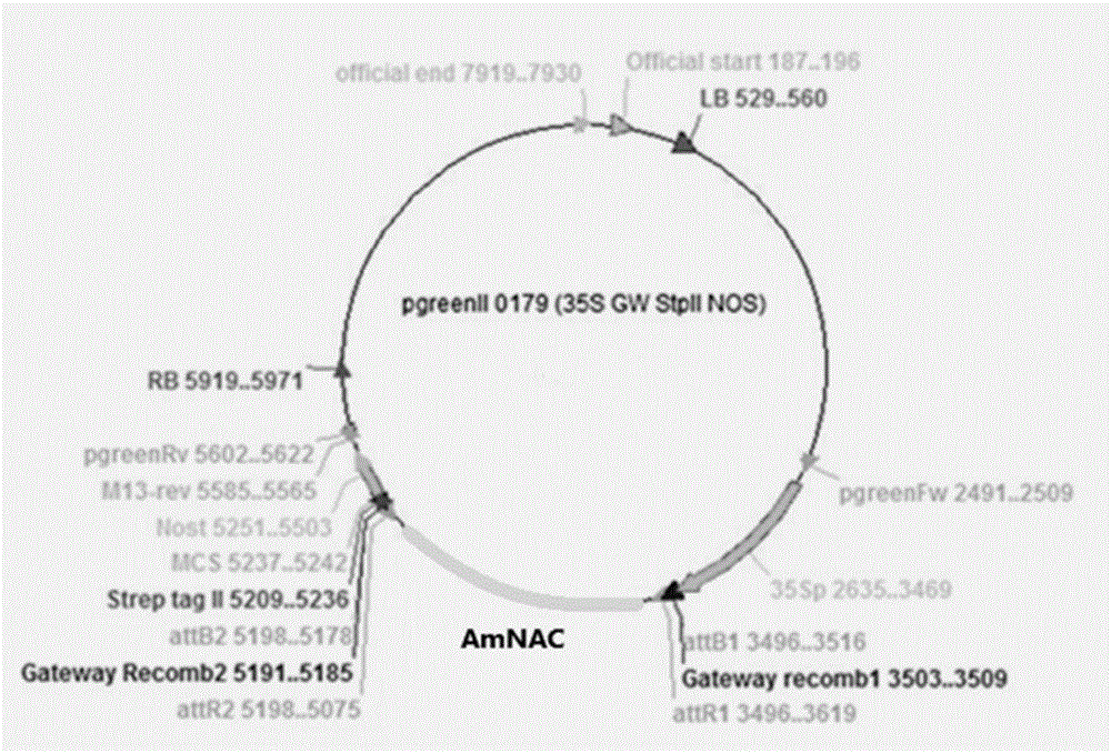 Stress tolerance related transcription factor protein NAC and application thereof