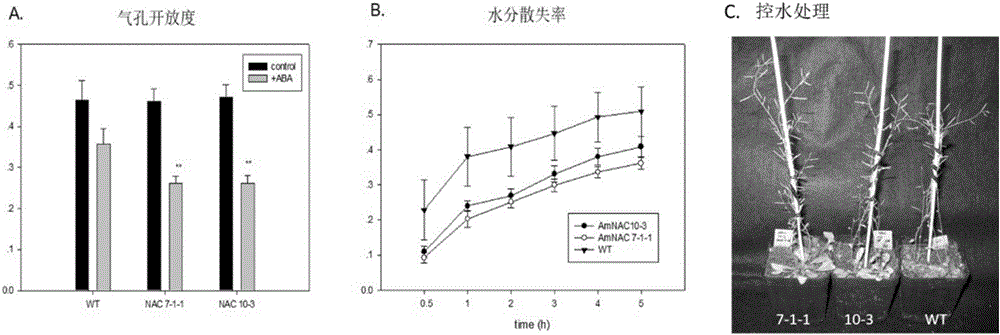 Stress tolerance related transcription factor protein NAC and application thereof