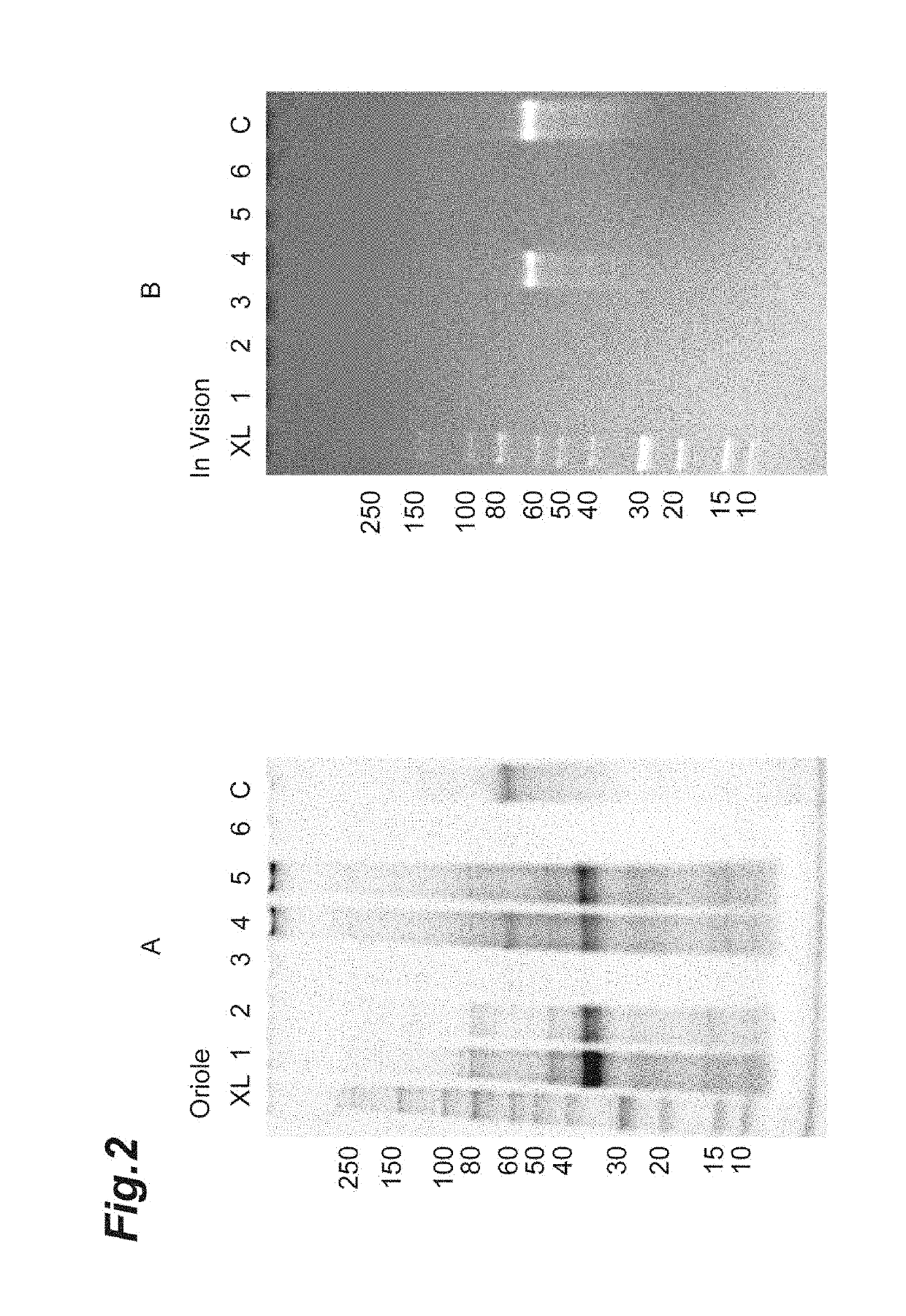 Method for Purifying Recombinant Protein