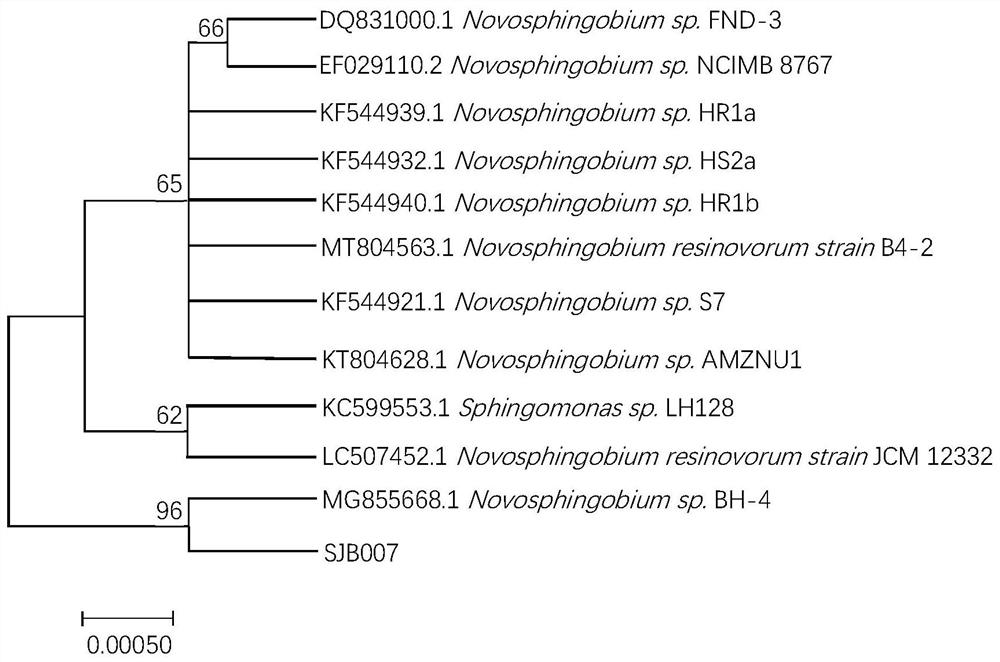 Novosphingobium and application thereof in wastewater phosphorus removal