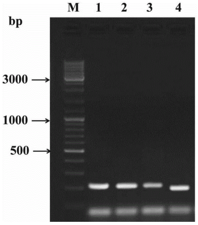 Verticillium dahliae adenylate kinase target gene fragment and its interference vector and application