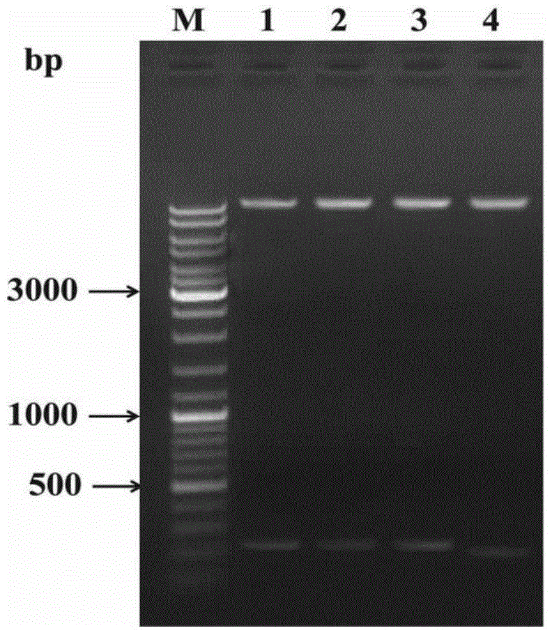 Verticillium dahliae adenylate kinase target gene fragment and its interference vector and application