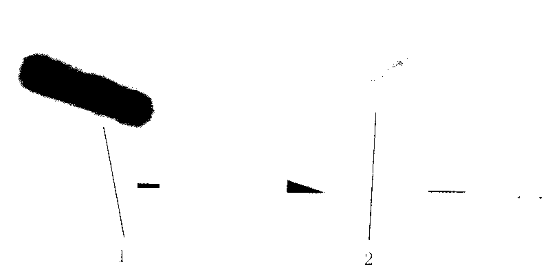 Integrated peptidoglycan and preparation method thereof