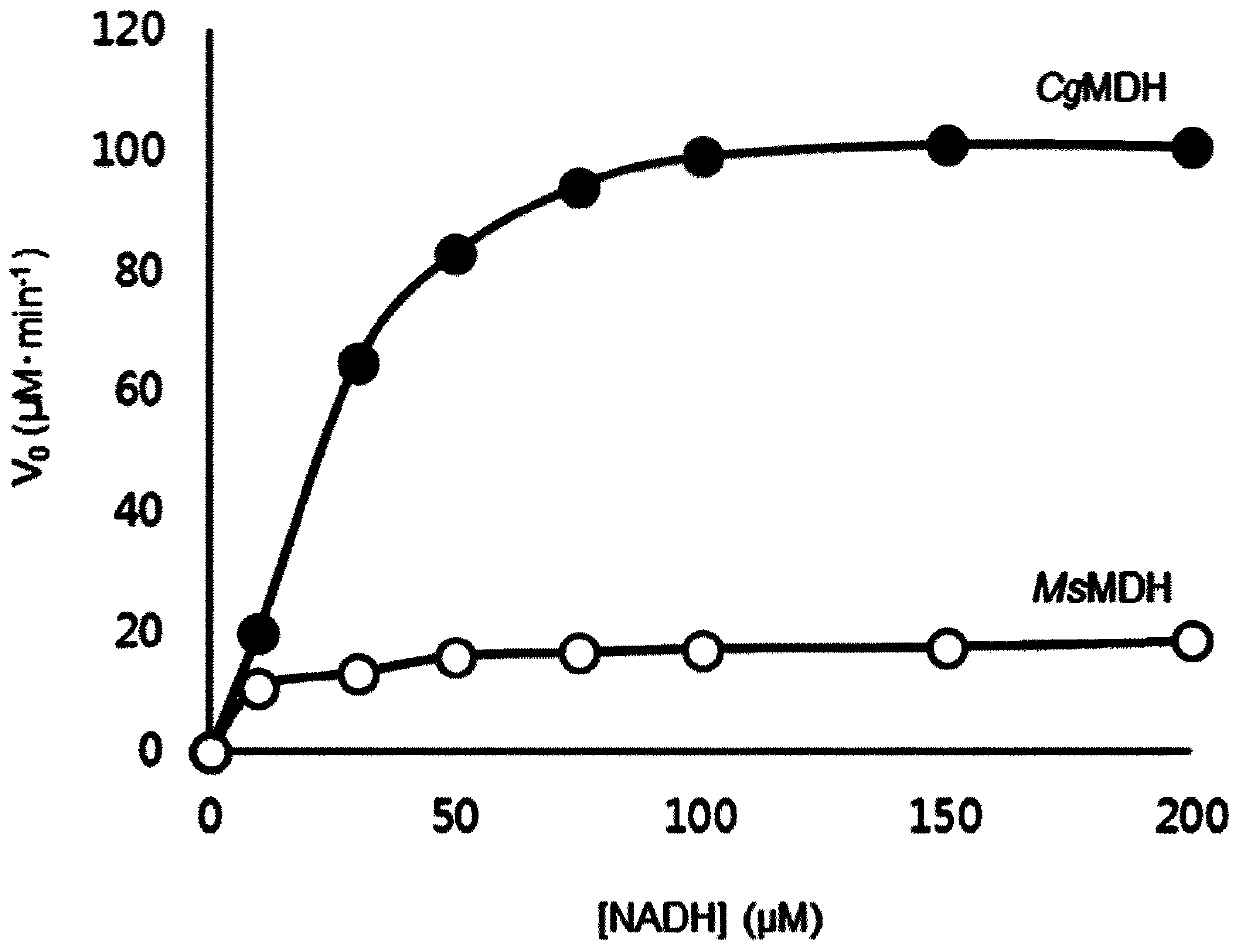 Succinic acid-producing mutant microorganism into which high activity malate dehydrogenase is introduced, and method for preparing succinic acid by using same
