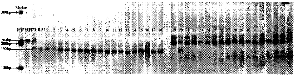 Molecular marker SSR05793 closely linked to antibacterial keratoplaque genes of cucumber-sour cucumber introgression lines