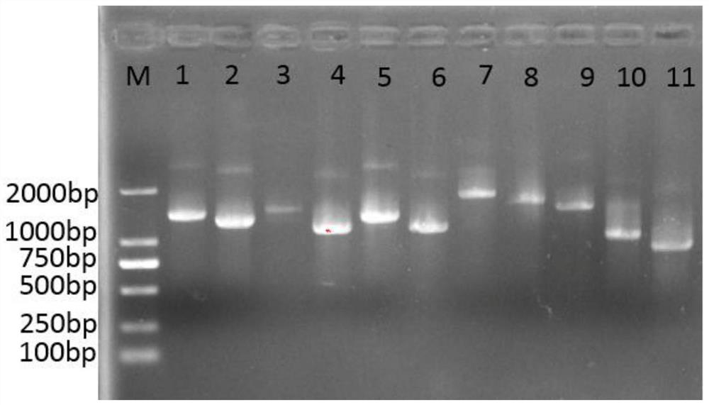 Recombinant h9n2 avian influenza virus strain, preparation method thereof, avian influenza vaccine and application thereof