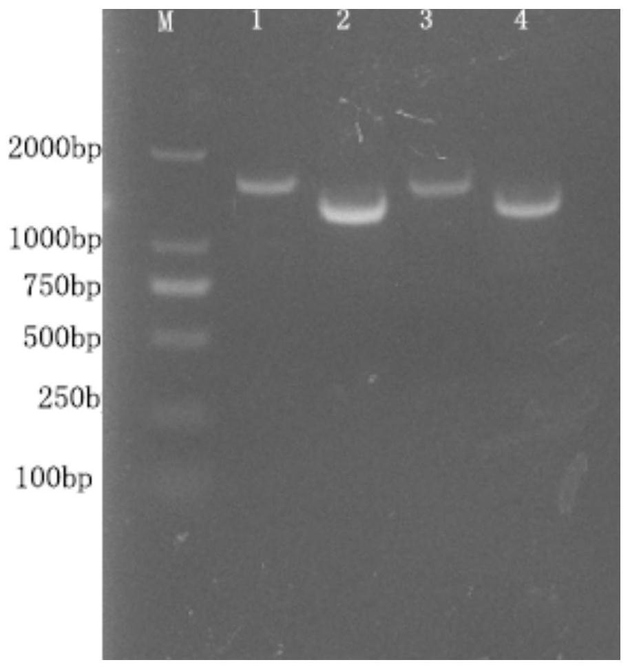 Recombinant h9n2 avian influenza virus strain, preparation method thereof, avian influenza vaccine and application thereof