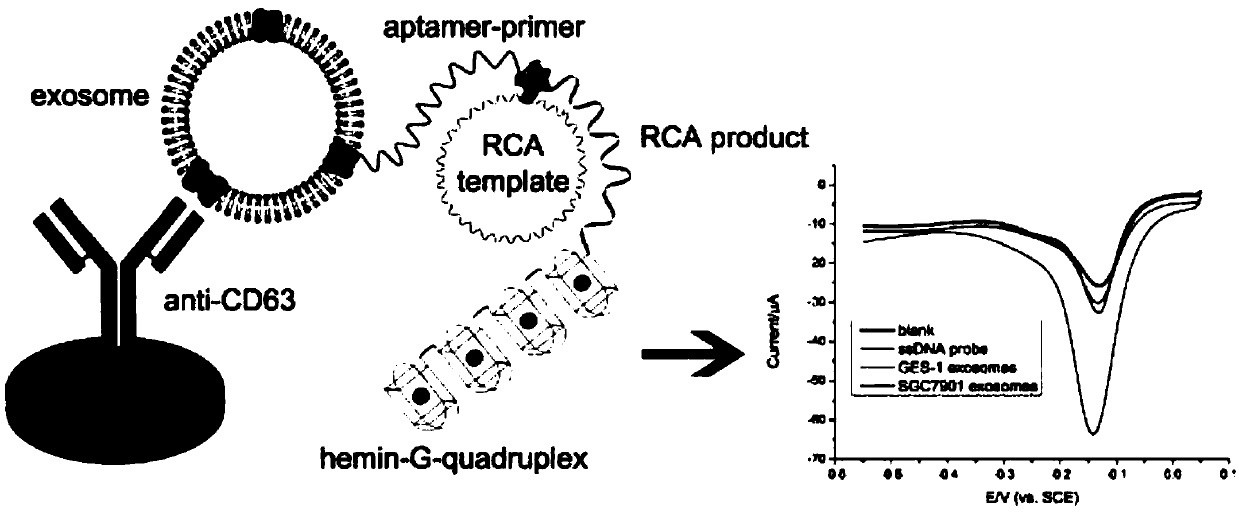 Exosome detecting method based on adapter and rolling ring amplification