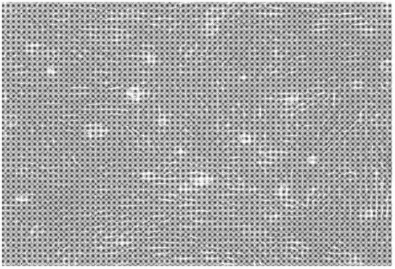 Method for isolation and serum gradient switching culture of human umbilical cord mesenchymal stem cells