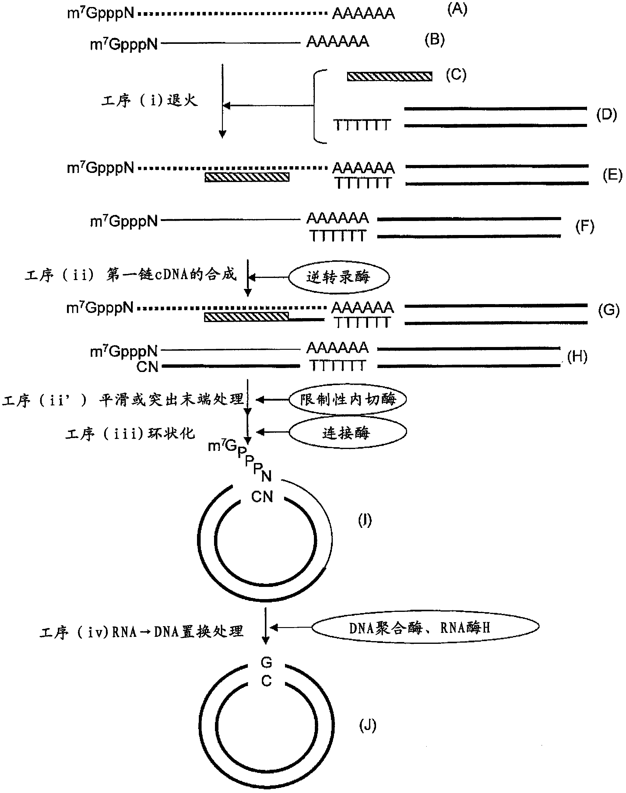 Method for production of cDNA library having reduced content of cDNA clone derived from highly expressed gene