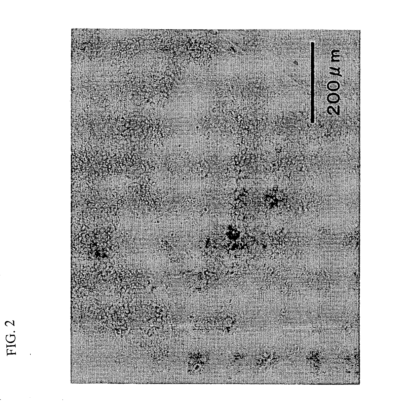 Container for germ layer formation and method of forming germ layer