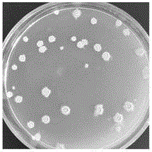 Bacillus amyloliquefaciens LX-J1 and application thereof