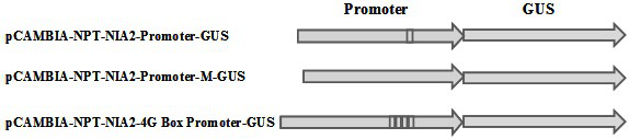 Tobacco nitrate reductase  <i>nia2</i> Promoter, its expression vector and its application