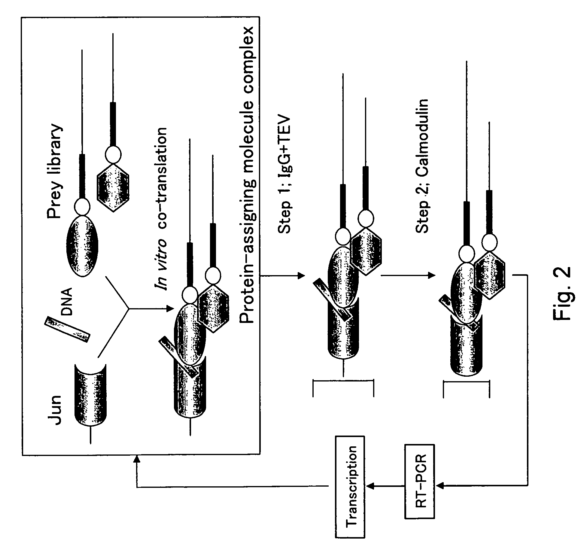 Protein forming complex with c-Jun protein, nucleic acid encoding the same and method of using the same