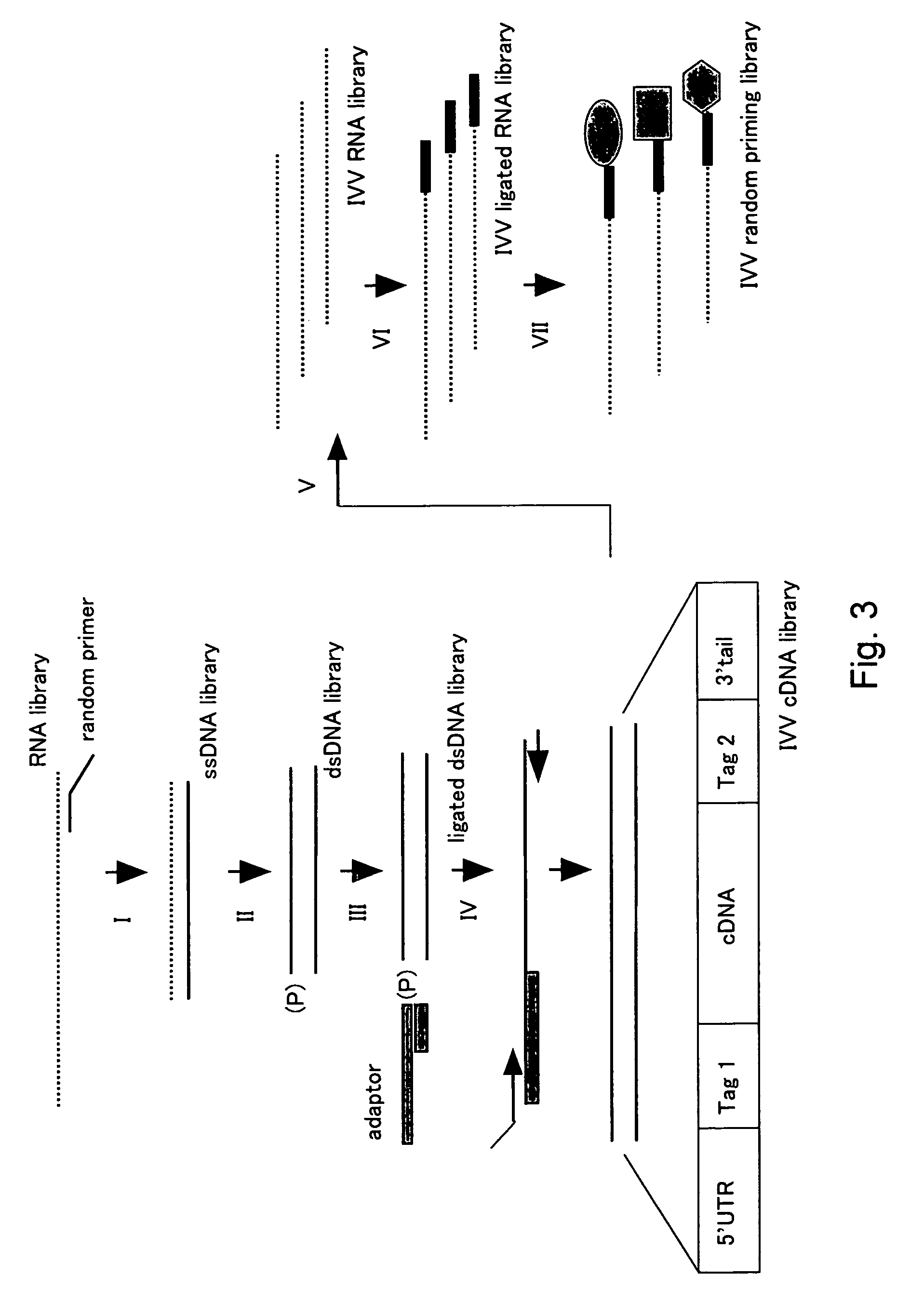 Protein forming complex with c-Jun protein, nucleic acid encoding the same and method of using the same