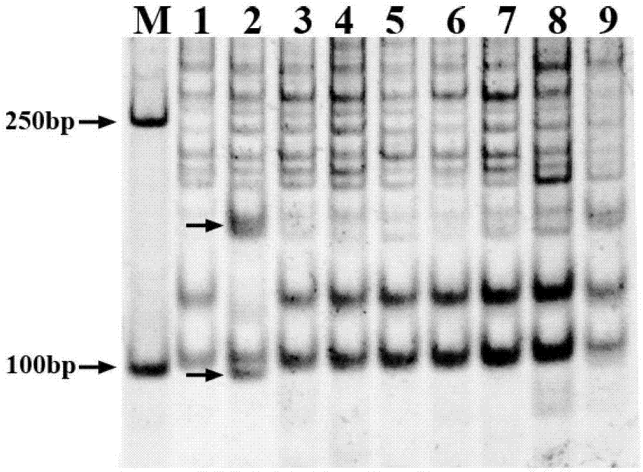 Method for identifying purity of tobacco variety Zhongyan 90 by using specific molecular marker method