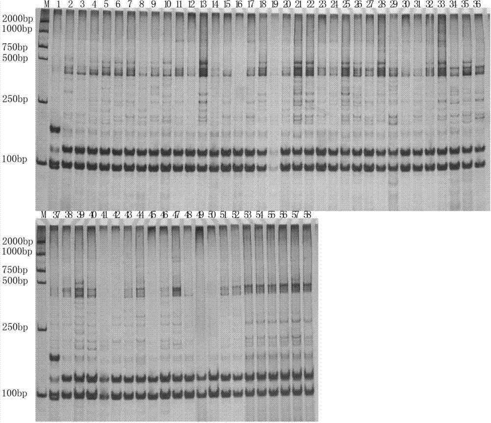Method for identifying purity of tobacco variety Zhongyan 90 by using specific molecular marker method