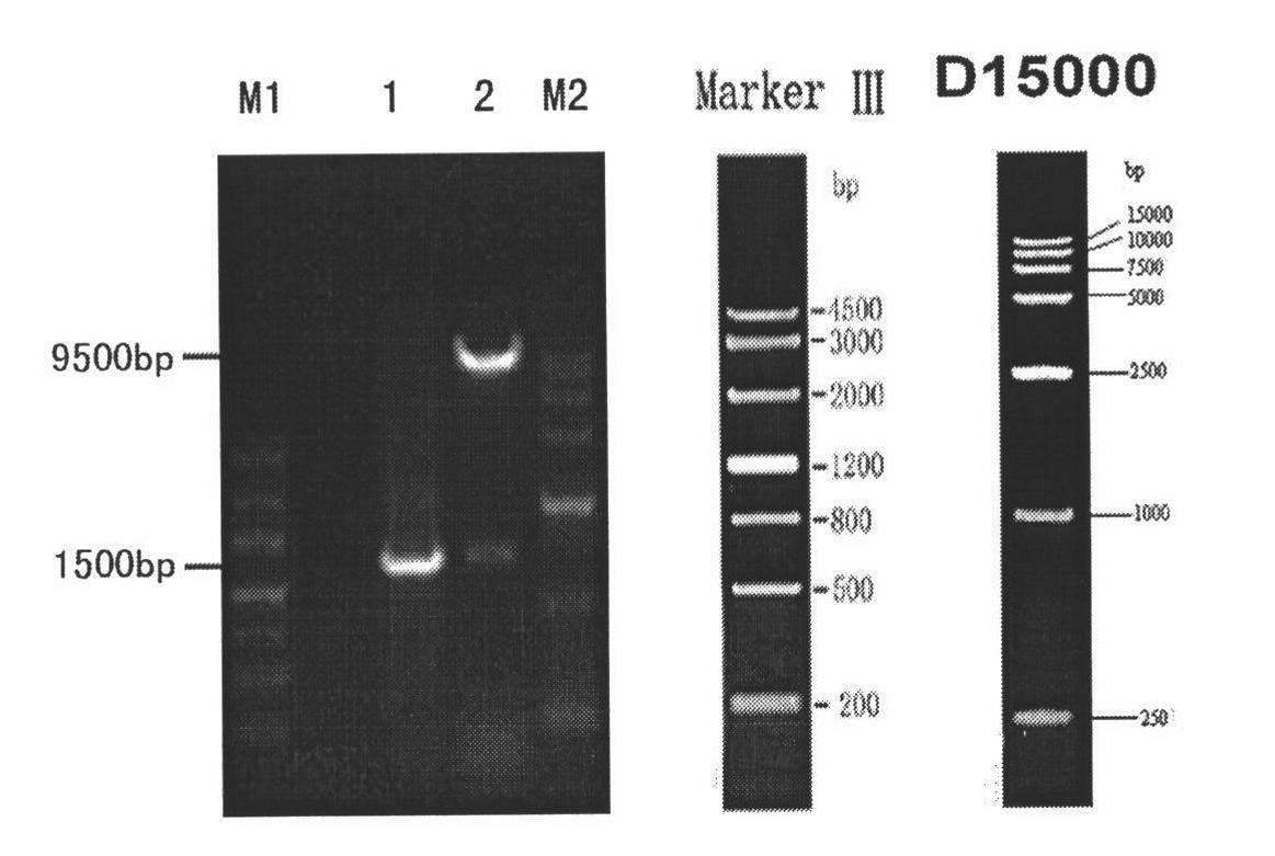 Lycium chinense miller lycopene beta-cyclase gene, recombinant vector containing gene, host cell and application