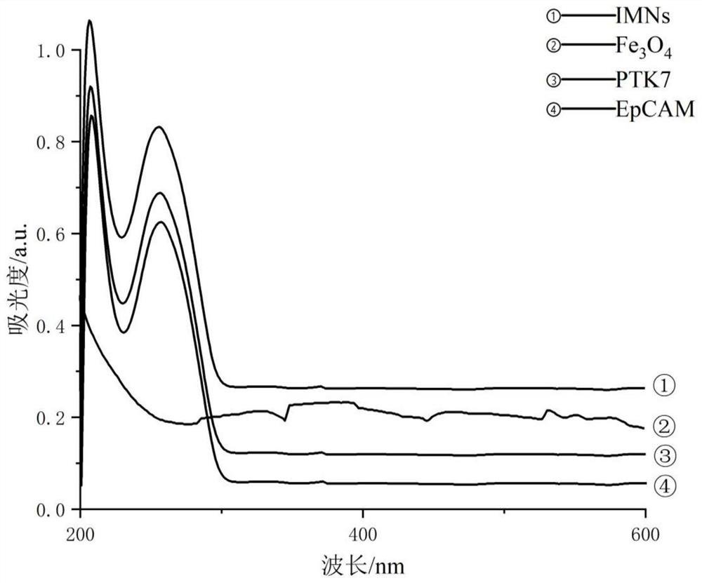 Immunomagnetic bead and preparation method and application thereof