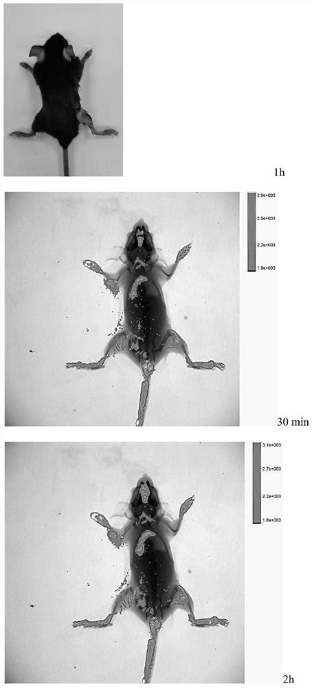 Polysaccharide magnetic resonance and fluorescence dual-mode imaging diagnostic agent and preparation method thereof and diagnostic reagent