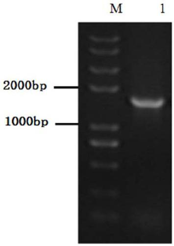 Alfalfa squalene epoxidase gene overexpression method and application thereof