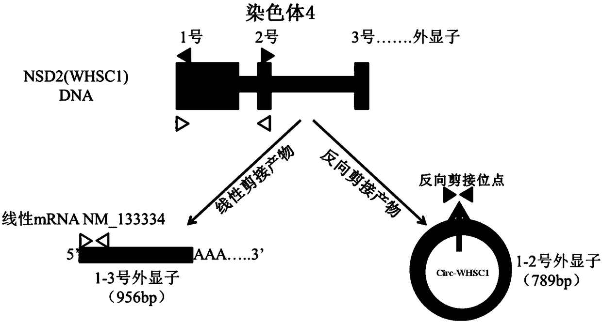 Circ-WHSC1 serving as colorectal cancer diagnostic marker and application thereof