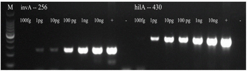 Primer group used for multiple PCR detection by aiming at salmonella and Shigella in food, kit and detection method thereof