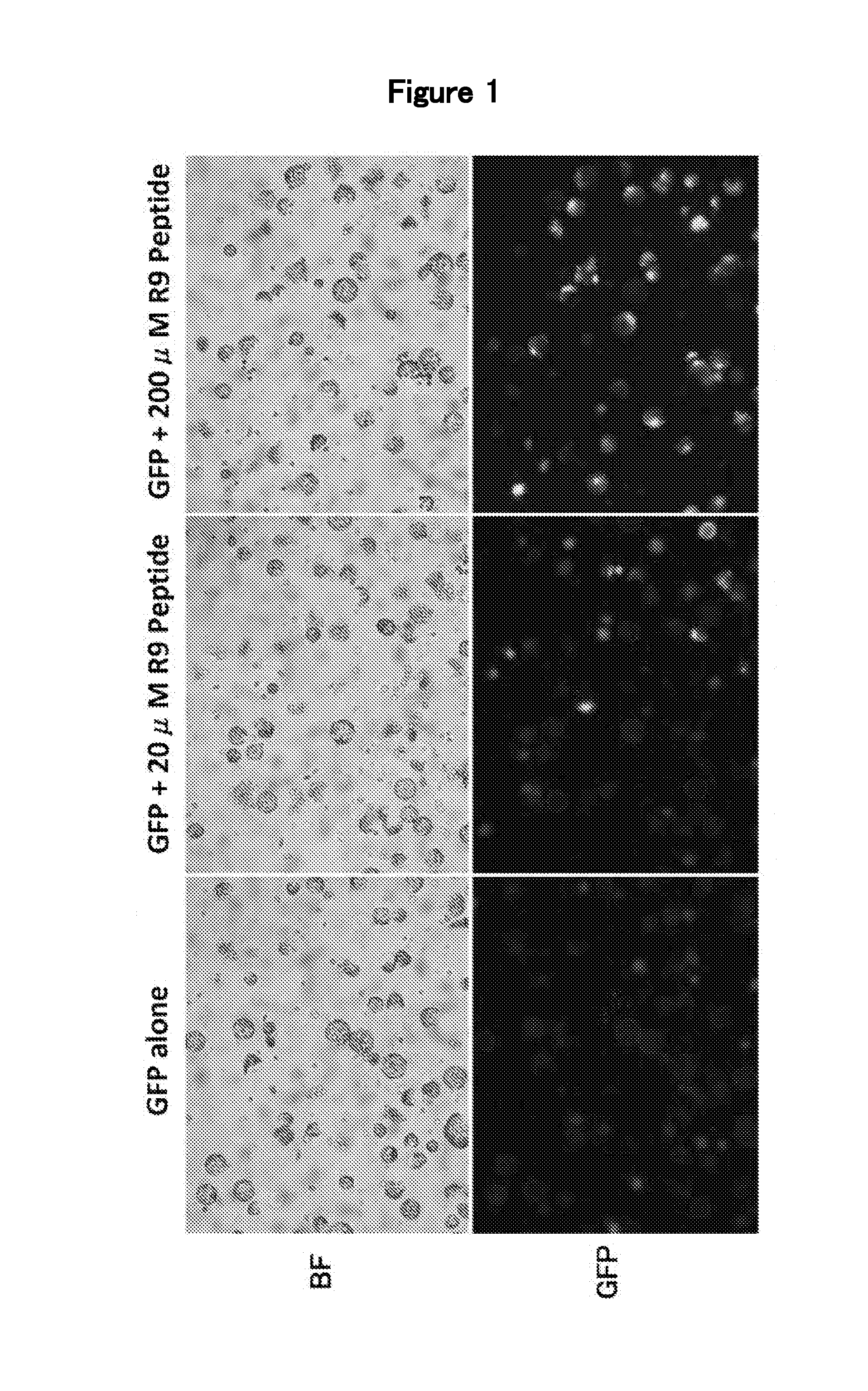 Treating agent for plant cell walls, substance delivery method using treating agent, and substance delivery system