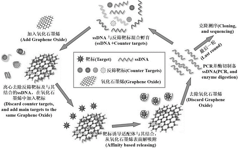 Group of nucleic acid aptamers for specifically recognizing okadaic acid