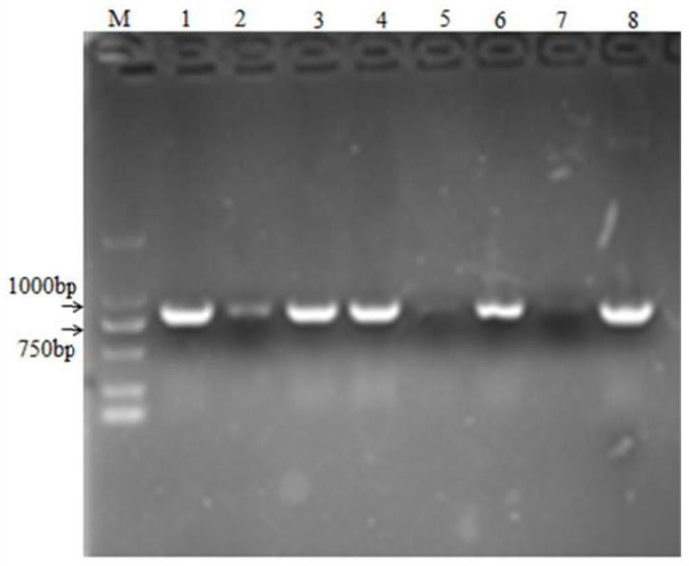 Application of clematis terniflora isopentenyl transferase PT1 gene, overexpressed arabidopsis thaliana strain thereof and construction method of overexpressed arabidopsis thaliana strain