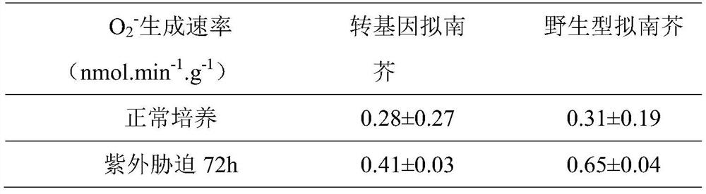 Application of clematis terniflora isopentenyl transferase PT1 gene, overexpressed arabidopsis thaliana strain thereof and construction method of overexpressed arabidopsis thaliana strain