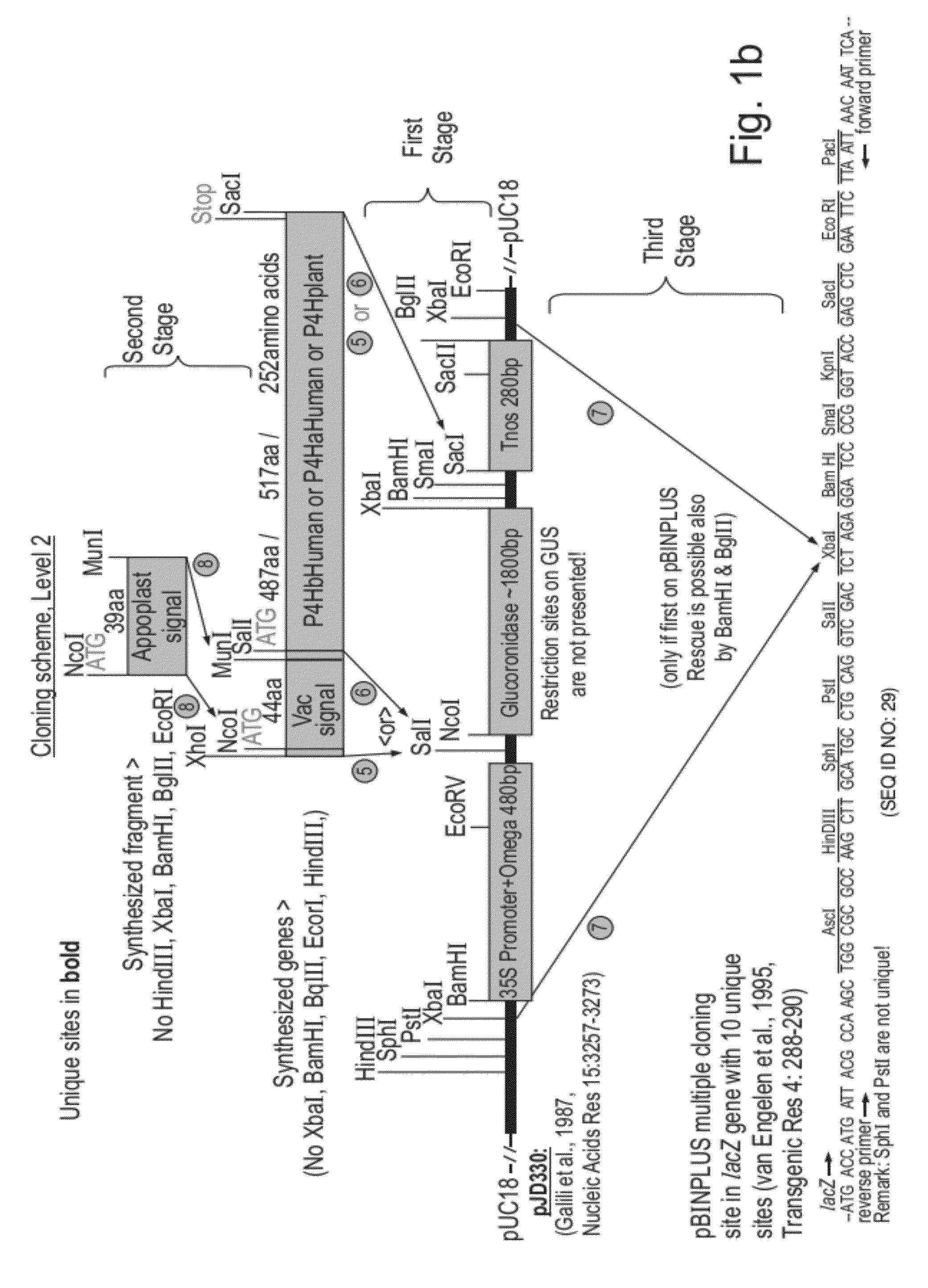 Collagen producing plants and methods of generating and using same