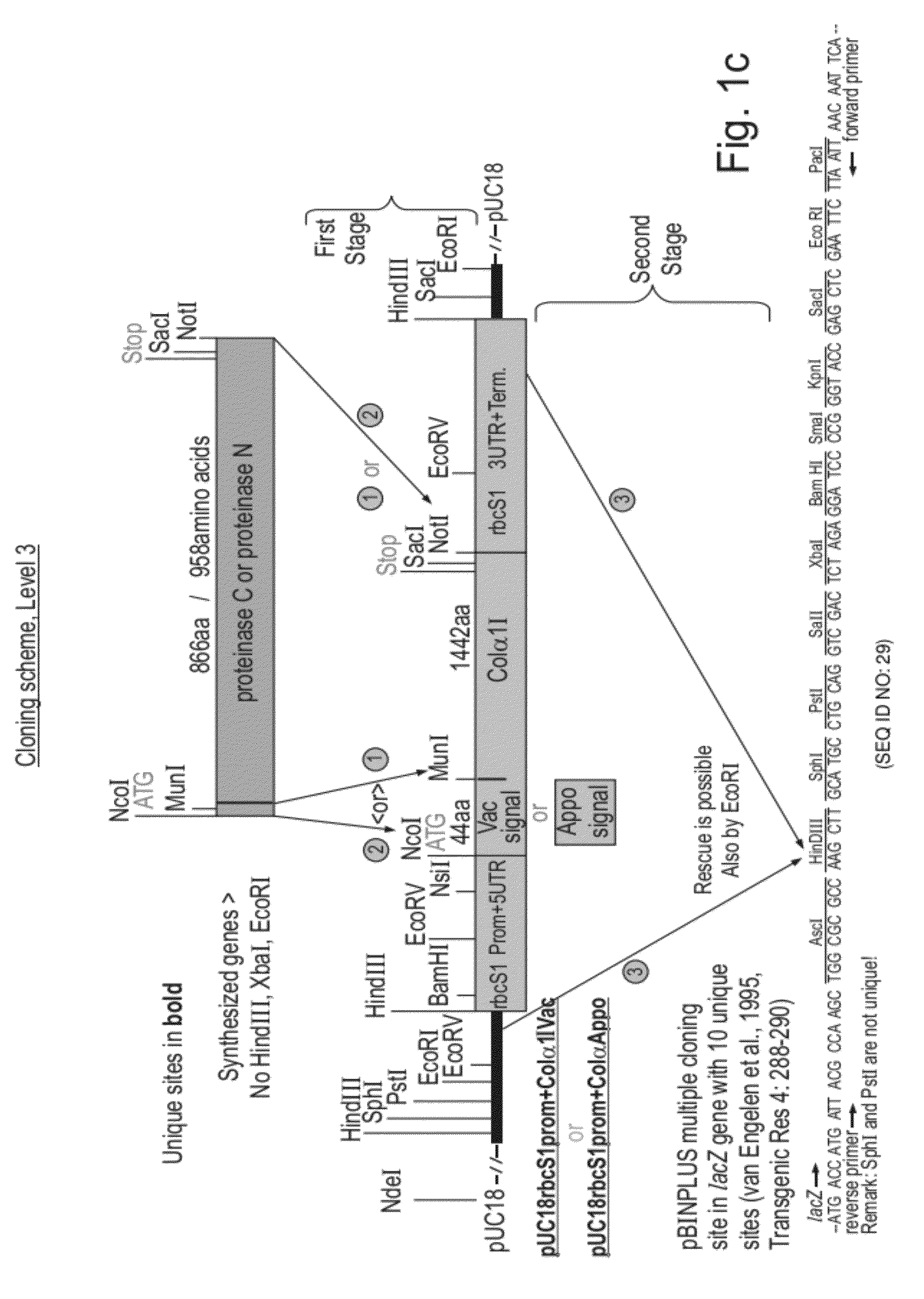 Collagen producing plants and methods of generating and using same