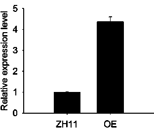 Method for regulating size and grain weight of rice seeds