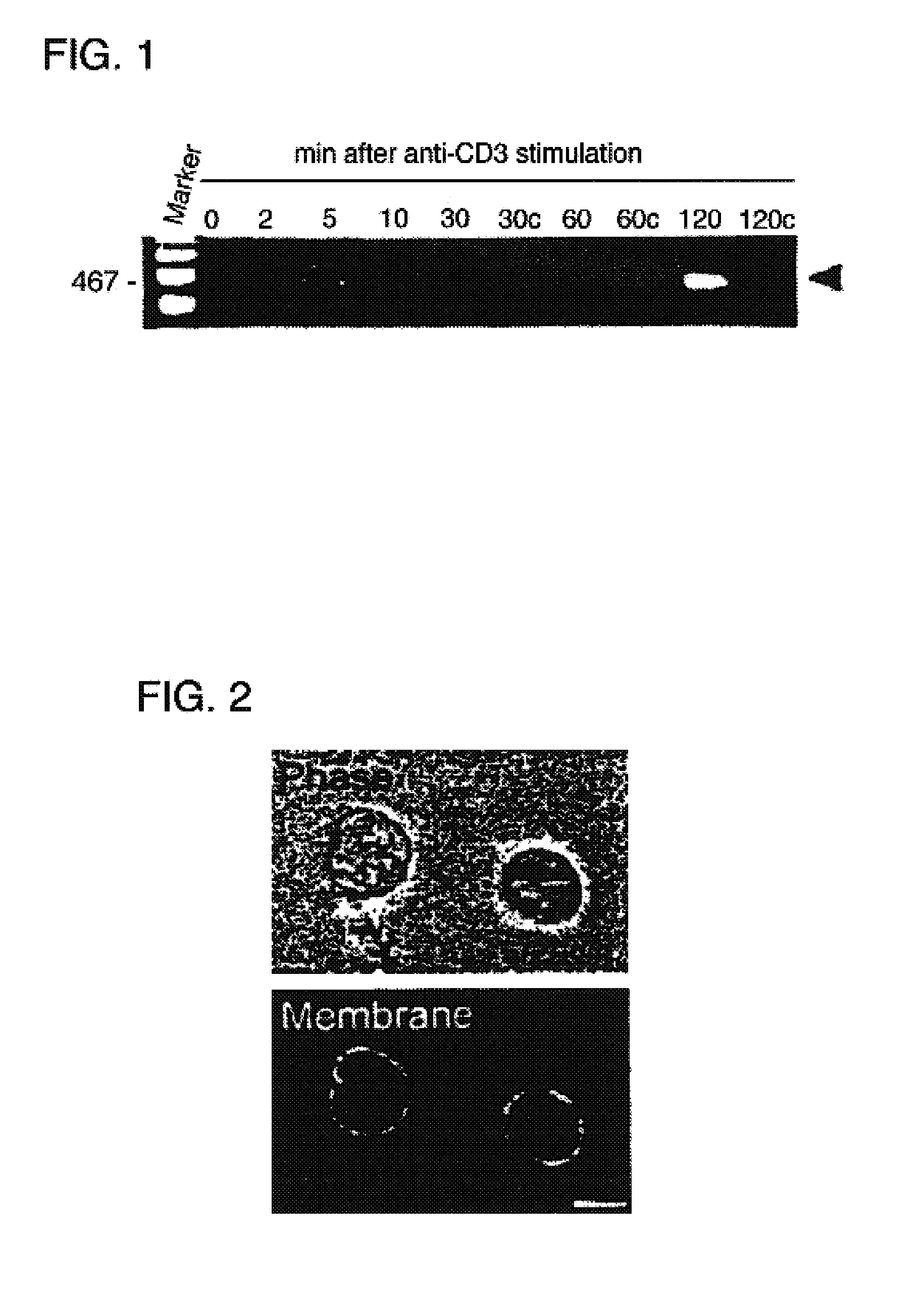 Methods for altering cell fate to generate T-cells specific for an antigen of interest