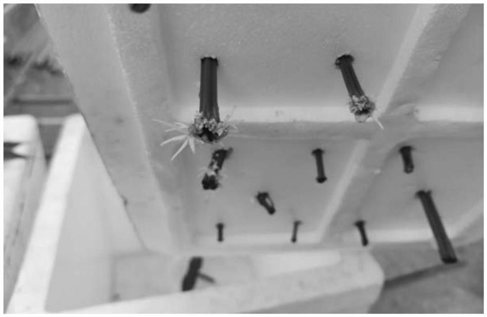 A method for identification and rapid propagation of Bama hemp female plants