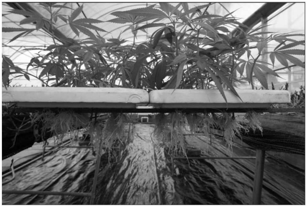 A method for identification and rapid propagation of Bama hemp female plants