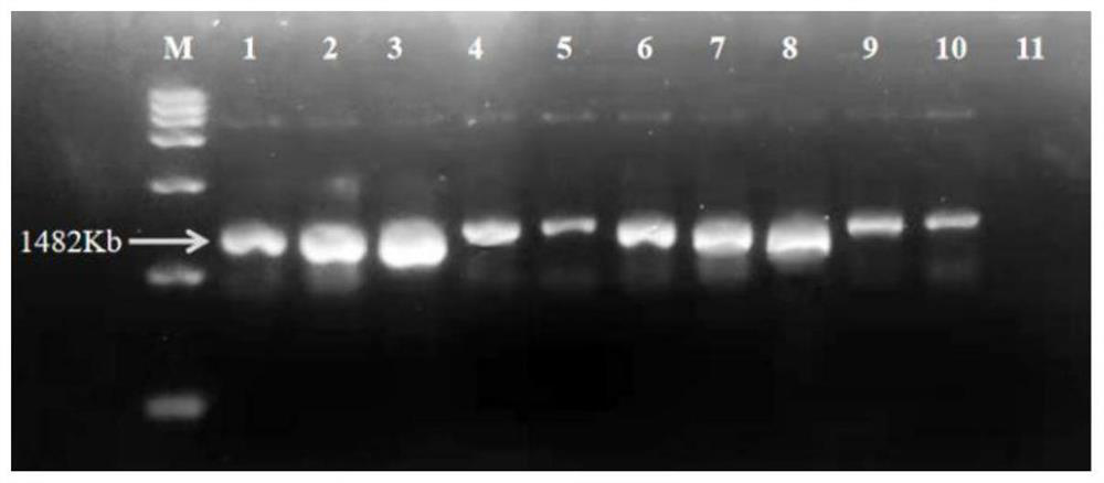 Innovative method for improving enzyme activity of NMN biosynthetase Nampt