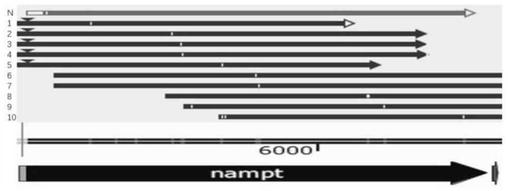 Innovative method for improving enzyme activity of NMN biosynthetase Nampt