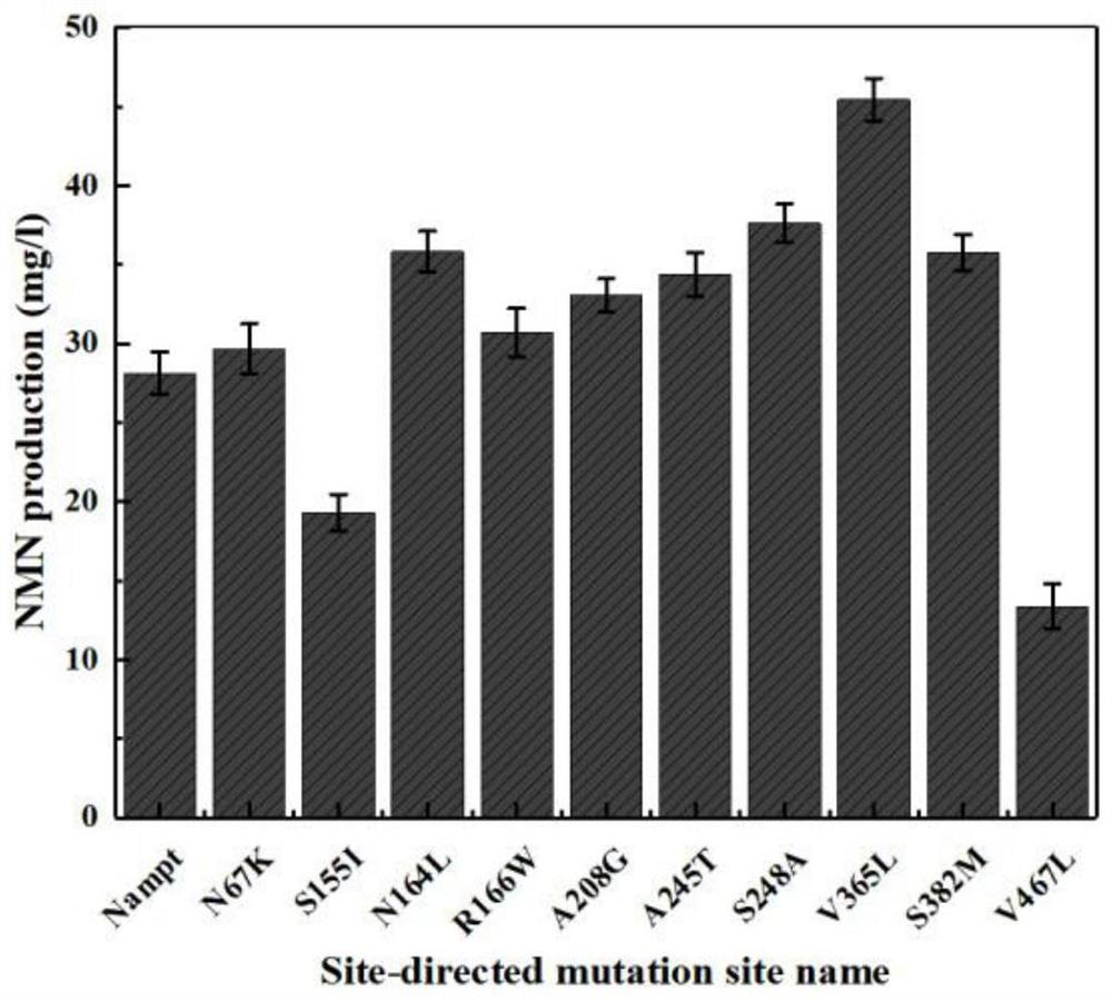 Innovative method for improving enzyme activity of NMN biosynthetase Nampt