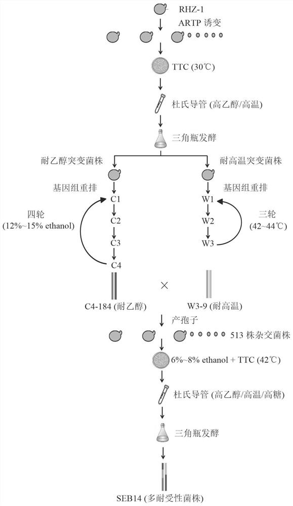 Ethanol-tolerant, high-temperature-tolerant and high-permeability-tolerant multi-tolerance fermentation strain and construction method