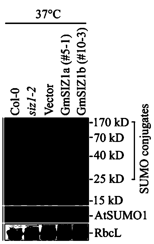 Plant stress resistance-related GmSIZ1a/b protein and coding gene and application thereof