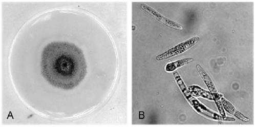 Genetic Transformation Method of Agrobacterium Tumefaciens Mediated by Agrobacterium tumefaciens
