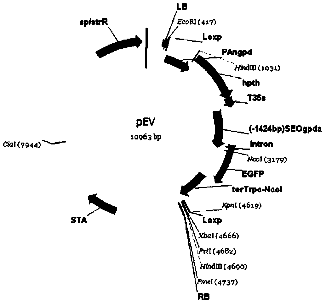 Genetic Transformation Method of Agrobacterium Tumefaciens Mediated by Agrobacterium tumefaciens
