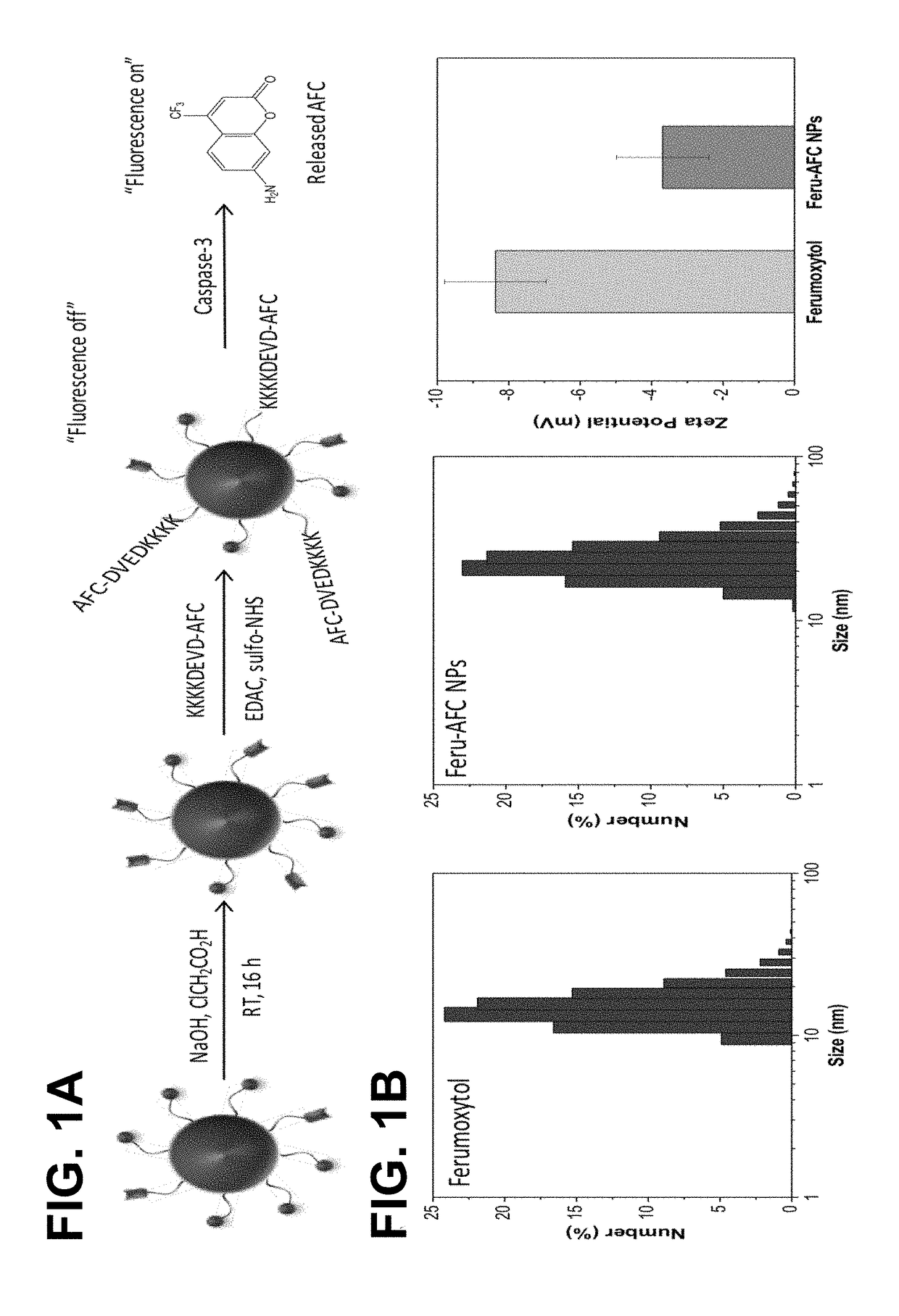 Dual-modality Imaging Probe for Combined Localization and Apoptosis Detection of Stem Cells