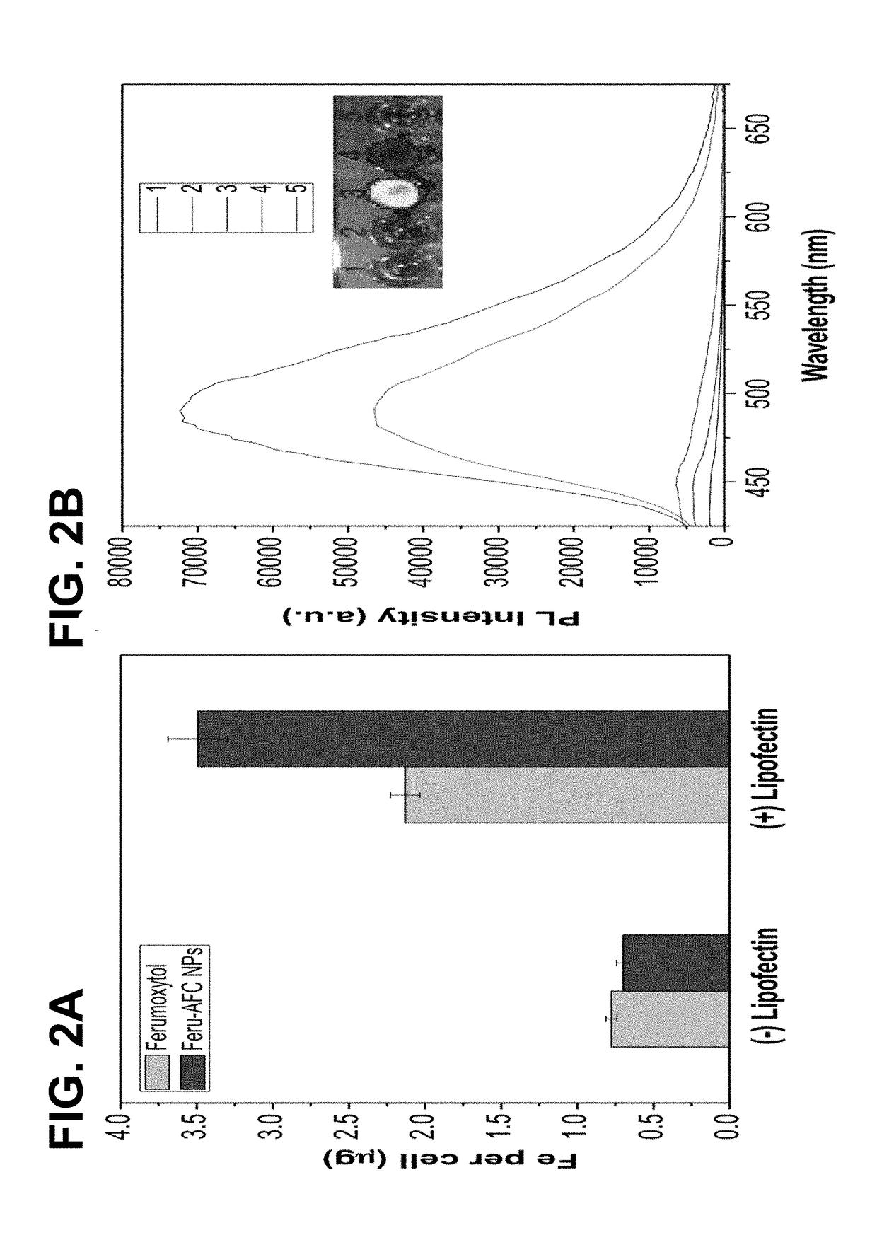 Dual-modality Imaging Probe for Combined Localization and Apoptosis Detection of Stem Cells