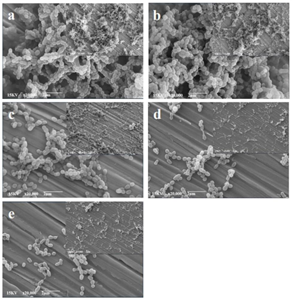 Application of d-leucine and chlorhexidine composition