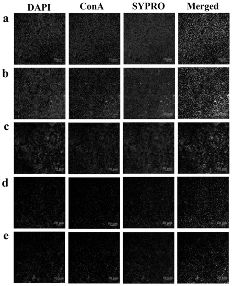 Application of d-leucine and chlorhexidine composition