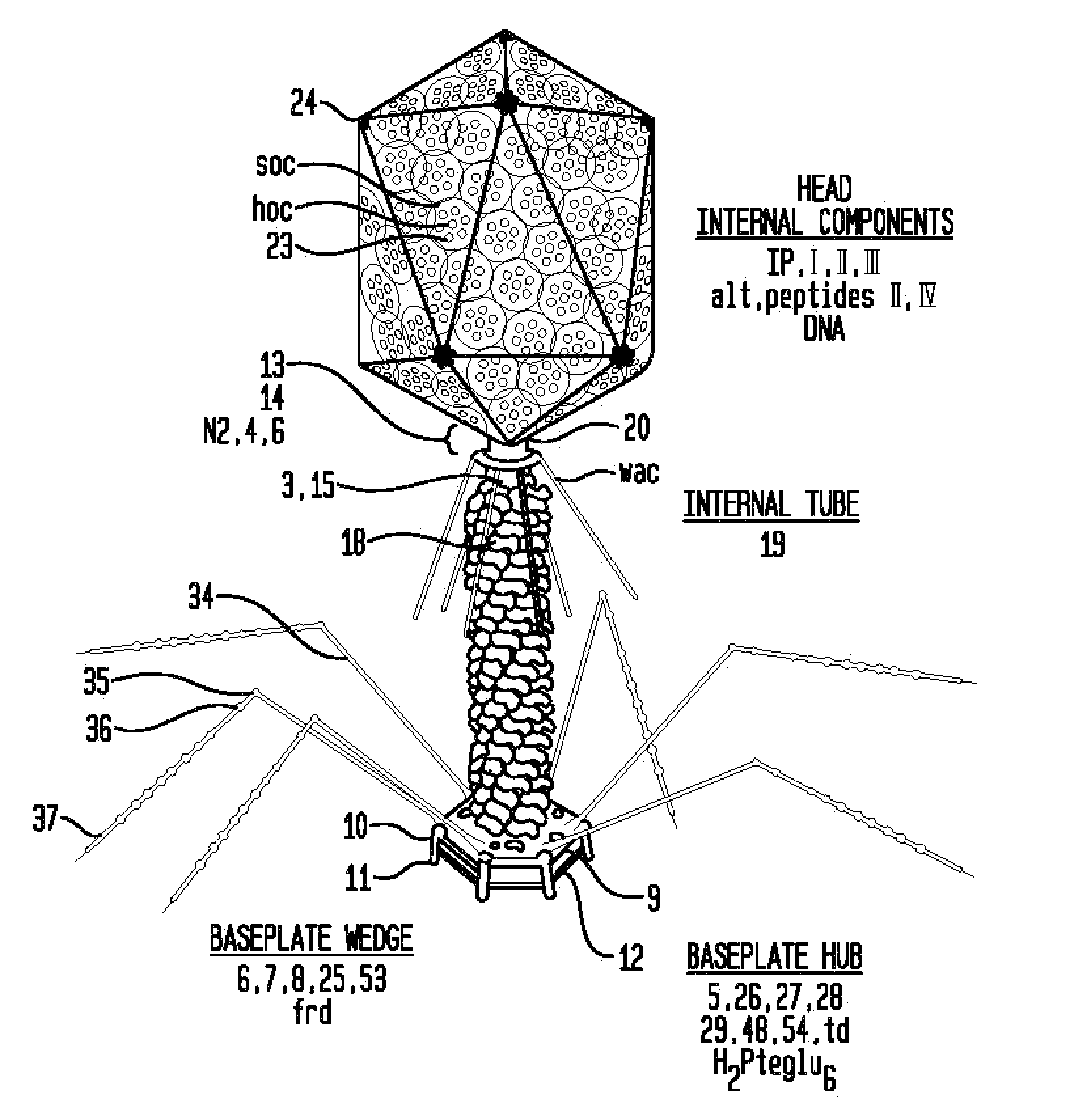 T4 bacteriophage bound to a substrate