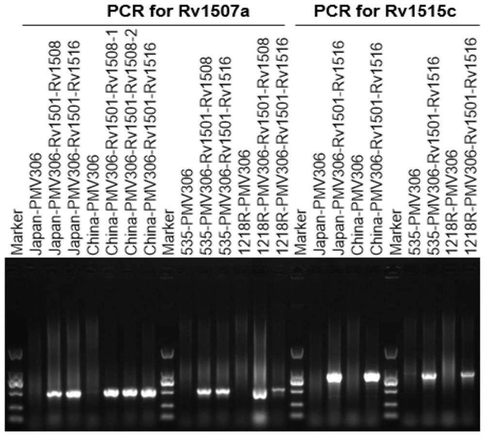 A kind of recombinant BCG and its application
